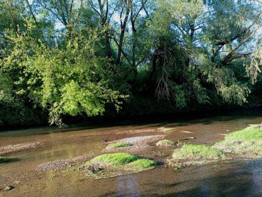 Temiz suyu ve kayalık tabanlar arasında yeşil çimen adaları olan pitoresk bir dağ sığ nehri. Nehrin kıyısında büyük ağaçlar.