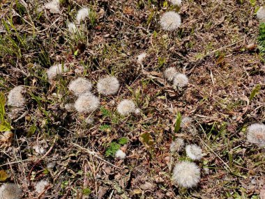 Üzerinde bir sürü karahindiba bulunan kuru çim dokusu..