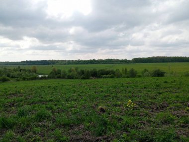 Ufukta orman olan yeşil bir çim tarlası manzarası. Mavi bulutsuz gökyüzü altındaki doğal manzaralar ve manzaralar.
