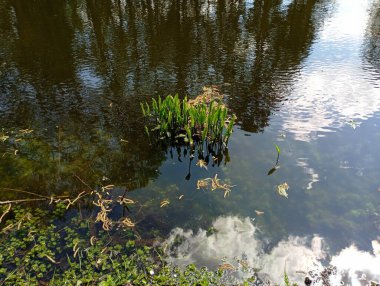 Göletin yüzeyi, mavi gökyüzünü ve kıyıda yetişen ağaçları yansıtır. Yeşil yosunlar kıyıya yakın sularda yetişir. Temiz ve berrak sulardan görülebilirler..