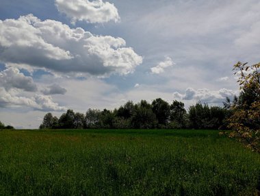 Ukrayna 'nın güzel manzarası. Üzerinde büyük kümülüs bulutlarının yüzdüğü mavi gökyüzünün altında bir orman ve buğday tarlası..