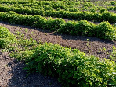 Ahududu tarlası ve hatta sıra sıra ekilmiş yeşil çalılar. Endüstriyel ölçekte böğürtlen yetiştirme