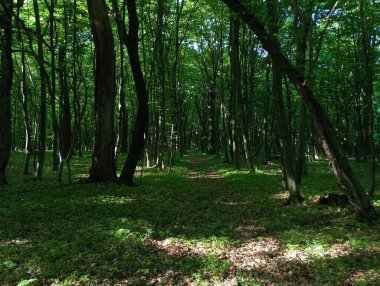 Yeşil sık orman ağaçları arasında ormanın derinliklerine uzanan düz toprak bir yol ile ormandaki pitoresk bir manzara..