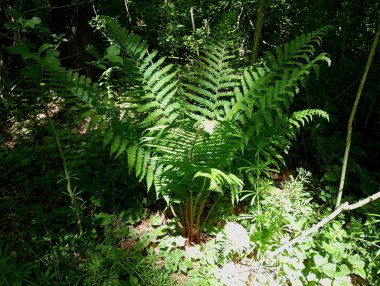 Güneş ışınları ağaç dallarının üst katmanlarını delip geçer ve eğrelti otunu parlak ışıkla aydınlatır..