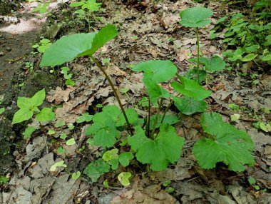 Young green leaves of burdock on the background of soil covered with fallen oak leaves. Natural backgrounds with plants. clipart