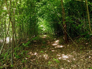 Ormandaki yeşil ağaçlar ve çalılardan oluşan güzel bir tünel. Yazın ormanda yeşil bitkilerle güzel bir orman manzarası..