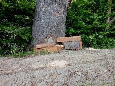 Bir orman yürüyüşü sırasında ormanda dinlenmek için eski bir meşe ağacının yanında uzanan meşe kütükleri gibi. Ormanda eski bir meşe ağacının altında doğaçlama bir dinlenme alanı..