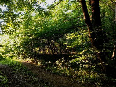 Toprak bir yolun yakınındaki ormanda sık ağaçlar var. Sihirli yeşil bir ormanda güzel bir yaz manzarası. Günbatımında yeşil orman.