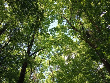 Ormandaki taç ağacı. Yeşil yaprak döken bir ormanın üst katı. Yazın yeşil ağaçlar parkta.