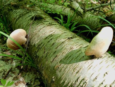 On the trunk of a white birch lying on the ground and rotting, tree parasitic fungi grow. Poisonous mushrooms found in spring in the forest. Poisonous tree mushrooms. clipart