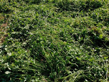 Çim biçme yoncası ve el tırpanı. Bitkilerle doğal arkaplan ve dokular.