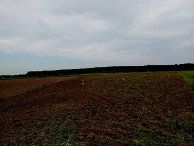 A flock of storks is looking for food in a freshly plowed field. Beautiful big birds looking for small rodents and worms in the field. clipart