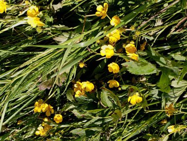 Yeşil çimenlerin arasında küçük sarı düğün çiçeği deseni.