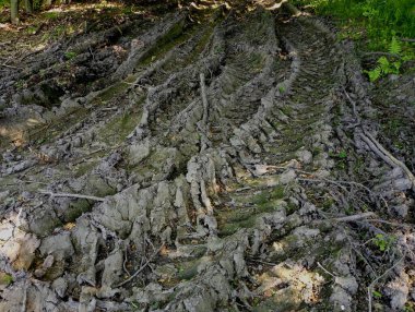 Bataklıktaki eski toprak yol bozulmuş. Ormandaki toprak bir yolda araba ve ağır araçların izleri..