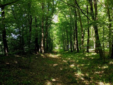 Ormanın ortasında yürüyüş ve trafik için uzanan sarı yapraklarla kaplı güzel bir yaz ormanı toprak yolu. Ormanda eğlenmek için..