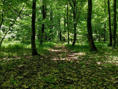 Uzun, güzel meşeler ve boynuz kirişleri arasında ormanın derinliklerine uzanan pitoresk bir orman toprağı yolu. Orman yolunda yürürken güzel orman manzarası.