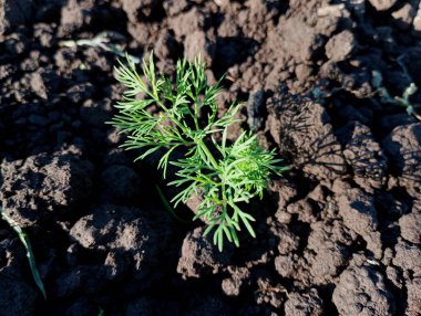 Green young carrots in the ground. Leaves of young carrots that have just grown on black soil. Growing vegetables in an ecologically clean place. clipart