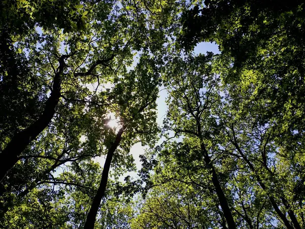 stock image The upper tier of an oak forest with branches on a background of a blue sky. Oak crowns through which the sun's rays break through cover the sky. Tall oaks with green leaves.