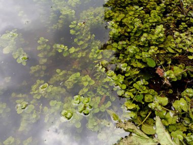 Sudaki yeşil su bitkileri. Göletin altı yeşil alglerle kaplı. Su seviyesindeki düşüş yüzünden alglerin bir kısmı karaya çıkıyor. Doğal engeller ve dokular. Rezervlerin kuruması konusu..