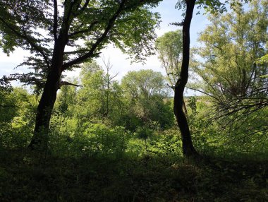 Gün batımında uzun meşeler ve yeşil çalılar ile otlak orman kenarı. Yazın güzel orman manzarası. Çimlerin ve çalıların üzerinde iki ağaç.