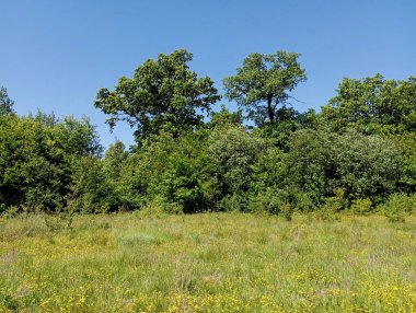 Ağaçların altında büyük meşelerin yetiştiği bir orman manzarası. Yazın yeşil bir çim tarlası bir ormanla sona erer. Ormanın yakınındaki otlak yeşil çayır..