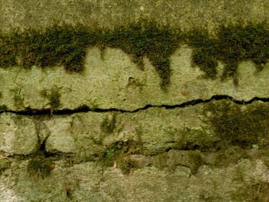 Eski gri beton, zamanın etkilerinden kaynaklanan derin çatlakları olan yeşil yosunlarla kaplı. Beton ve yeşil yosun arkaplanı. Antika ve eski binaların arka planlarının teması.