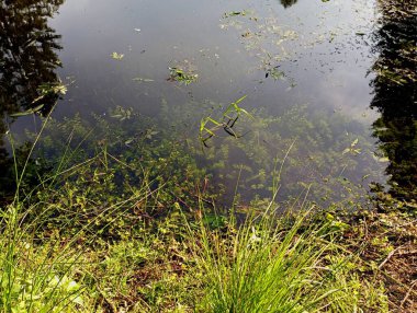 Üzerinde yeşil yosunlar büyüyen bir göletin dibini görmek. Rezervuardaki doğal özgeçmiş ve dokular. Suyun yüzeyi ve sahildeki toprakta bir çalı..