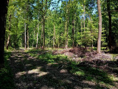 Ladin ve yapraklı ağaçlarla karışık bir ormanda güzel bir manzara. Taze ağaçlar ve yeşil bitkilerle dolu yeşil bir yaz ormanı..