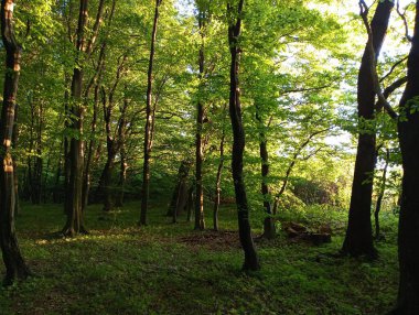 Ağaçları bile olan güzel yeşil orman manzarası. Ağaçları bile olan güzel bir yaz ormanı..
