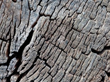 Texture of an old tree stump with deep black cracks on the surface of a cut tree. Natural backgrounds and textures of wood and surface of old trees.