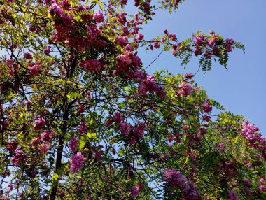 Mavi bulutsuz gökyüzünün arka planında parlak çiçekler olan kırmızı akasya dalları. Güzel bitki dokuları ve akasya infloresans.