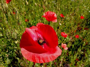 Yeşil çim tarlasında kırmızı haşhaş çiçeği. Yeşil çimenlerin arasında kırmızı parlak çiçek. Yabani çiçekler ve bitkiler.