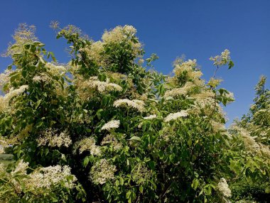 Mavi gökyüzünün arka planında çiçek açan bir yaşlının tacı. Çalı ve ağaçlı doğal arkaplan ve dokular.