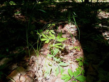Yazın düşen yaprakların arka planında parlak güneş ışığı altında yeşil orman bitkileri ve otlar. Ormandaki bitkiler.