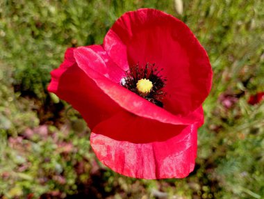 İnce bir bitki sapında kırmızı kırılgan yaprakları olan yabani bir gelincik çiçeği..