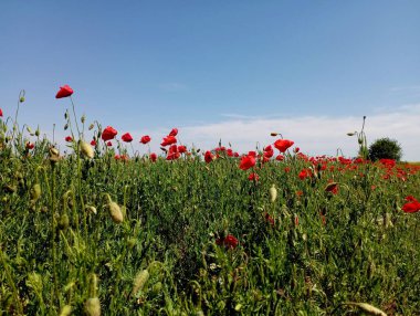 Kırmızı gelincikli bir tarla. Açık mavi gökyüzünün altında güzel bir haşhaş tarlası. Tarlada yabani gelincik çiçekleri. Vahşi çiçekler ve bitkilerle dolu güzel bir arazi..