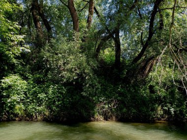 Samimi bir nehrin kıyısında, temiz suyu ve hızlı akıntısı olan uzun ağaçlar. Yazın yeşil yapraklı güzel uzun söğütler