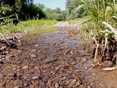 Hızlı akıntılı, sığ ve temiz bir akıntı ve yeşil otların yetiştiği kıyılarda taş bir taban. Ağaçlarla dolu bir gölette güzel bir manzara..