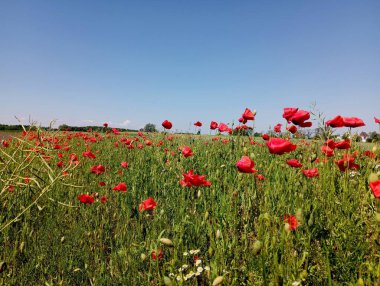Yeşil bir tarlada kırmızı yabani gelincik çiçeği mavi bulutsuz gökyüzünün arka planında. Ve kır çiçekli güzel doğal manzaralar..