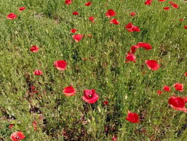 Bir sürü kırmızı haşhaş bitkisi küçük bir arazi üzerine ekilir. Kırmızı gelincik çiçeklerinin köklerinden gelen doku.