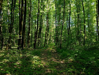 Yazın uzun ağaçlar ve ağaç gövdeleri arasında kıvrılan orman toprak yolu olan yeşil sık bir orman. Ormanda yeşil yaz manzarası.