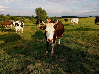 Otlaktaki bir inek sürüsü yeşil bir çimenlikte otluyor. Çiftçilik ve mandıra çiftliği için sığır edinme konusu. Yazın otlakta Mtanu tekdüzeliği..