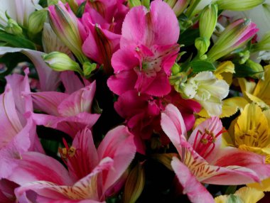 Alstromerya çiçeklerinin arka planı farklı renklerde ve narin taç yaprakları var. Selamlar ve doğum günleri için bir buket çiçek..