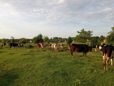 Farklı cinsten küçük bir inek sürüsü gün batımında yeşil bir otlakta otlar. bir mandıra konusu ve sığır edinme ve bakımı.