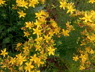 Küçük, zengin, sarı, taze St. John otlarının dokusu. Küçük sarı kır çiçekleri, St. John otunun yeşil yapraklarından oluşan arka planda büyük kızılötesi örtüler..