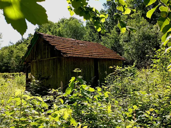 Güneşli bir günde, uzun ağaçların arka planında, beton kiremitlerin altındaki ormandaki eski ahşap harap bir ev. Ormanın kenarında orman çimleri ve orman çiçekleriyle dolu bir bahçeye..