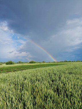 Fırtınalı mavi bulutlu gökyüzünün arka planında yeşil buğday tarlasında sağanak yağmurdan sonra ortaya çıkan güzel renkli bir gökkuşağı. Yağmurdan sonra güzel atmosferik fenomen.
