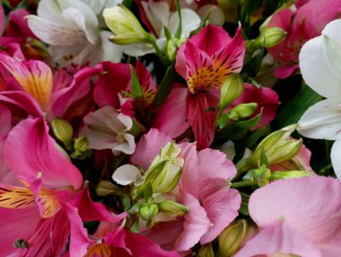 Çeşitli renklerde ve olgunluk derecelerinde toplanmış alstroemeria çiçekleri güzel, gür bir bukette toplanır..