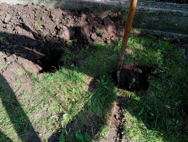 Eğlence alanının bir kısmını gölgelemek için bahçeye dekoratif thuja ağaçları dikmek için derin çukurlar kazılmıştı. Ağaç dikmek için çukur hazırlama ve satın alma