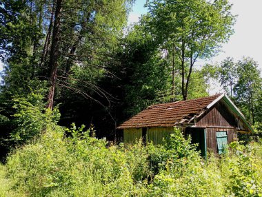 Büyük meşe ağaçlarının arka planında, ormanın ortasında kiremit kaplı, harap bir ahşap ev duruyor. Orman evi terk edilmiş ve çalılarla kaplanmış..